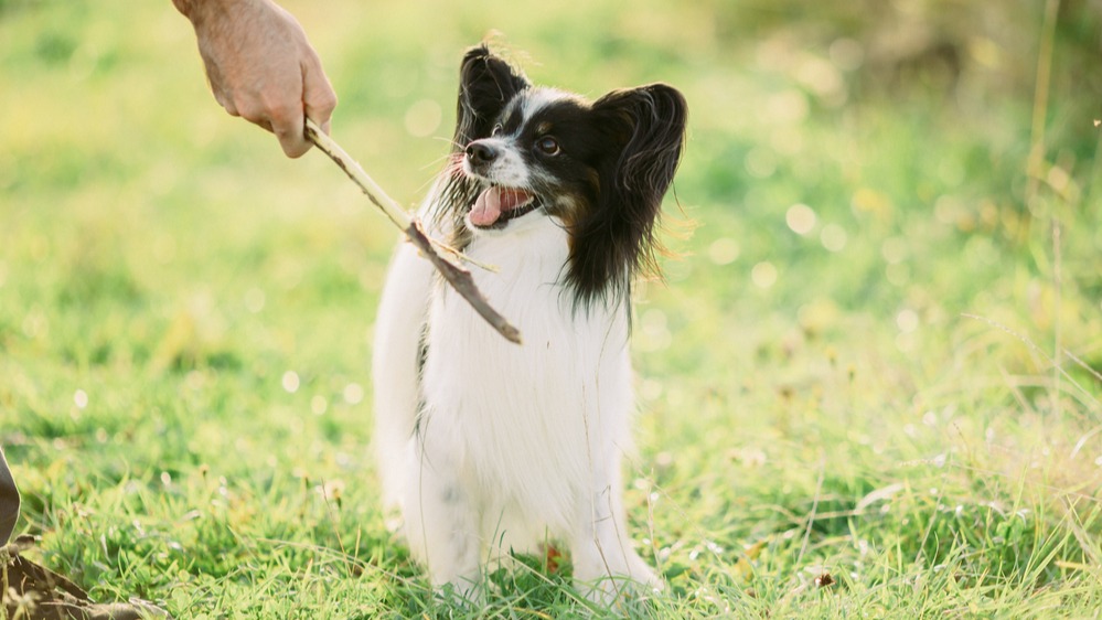 Papillon