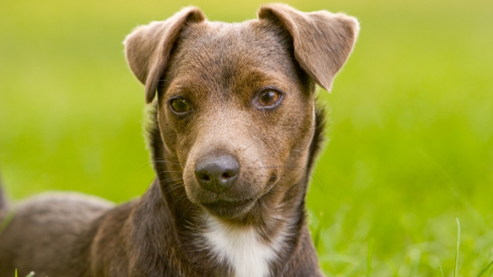 Patterdale teriér