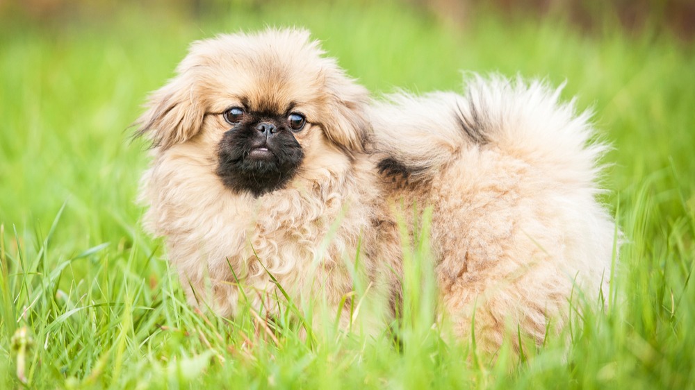 Pekinéz