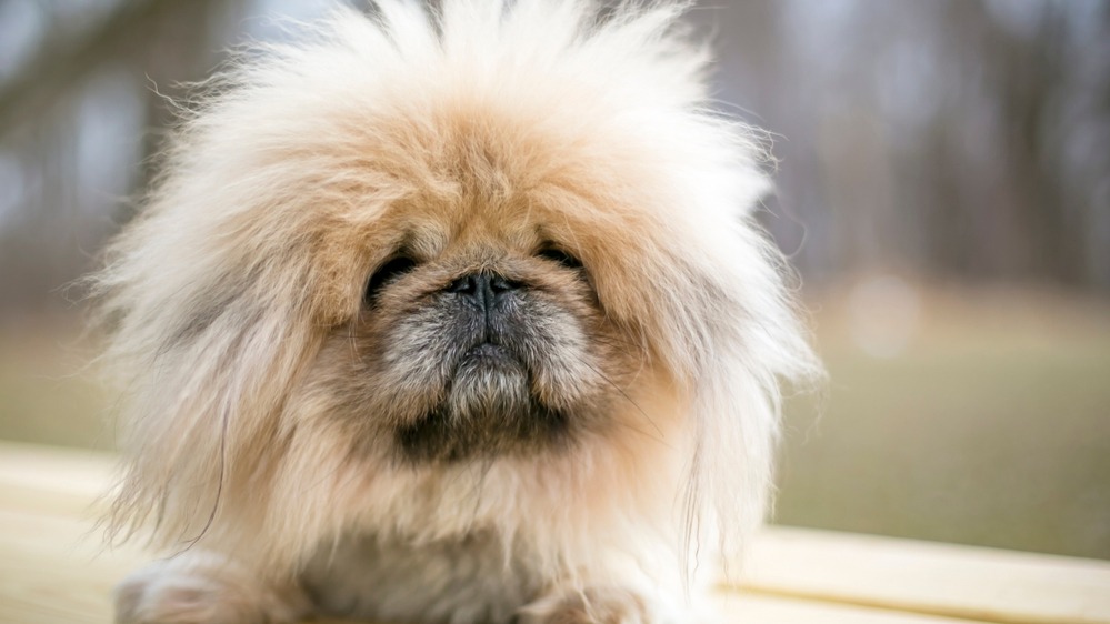 Pekinéz