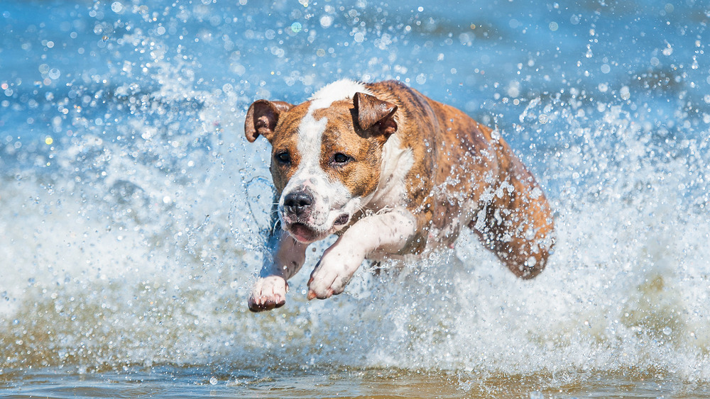 Jak naucit psa aby se nebál vody?
