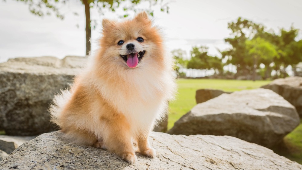 Pomeranian