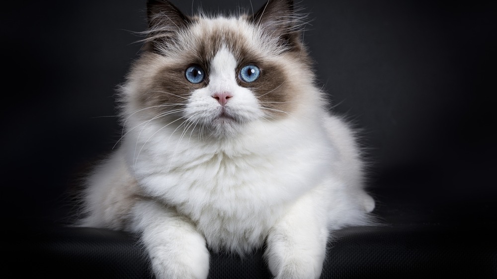 Ragdoll