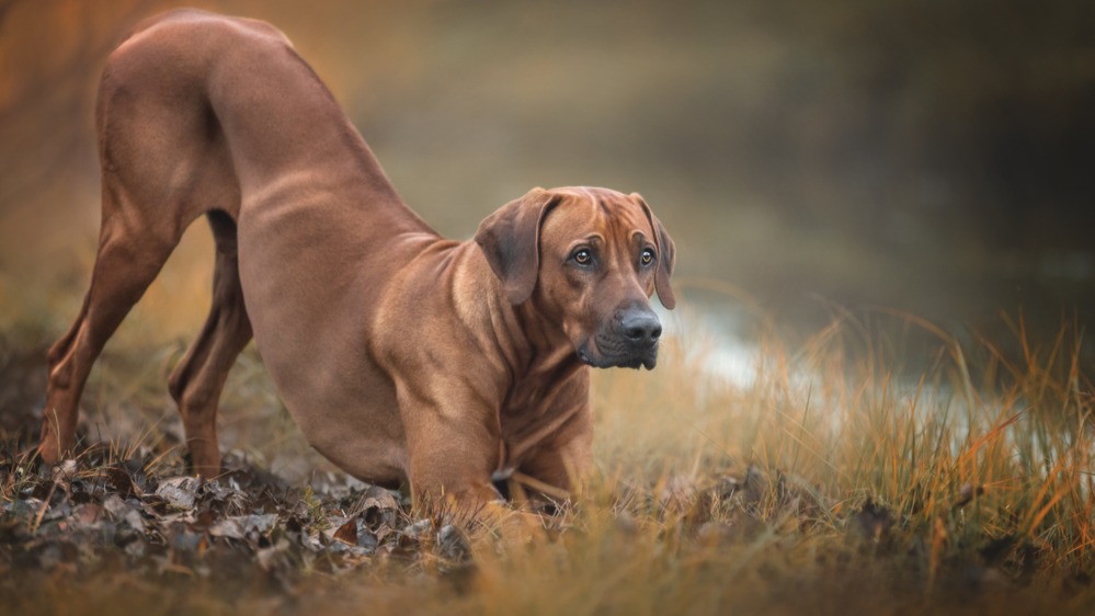 Rhodéský ridgeback