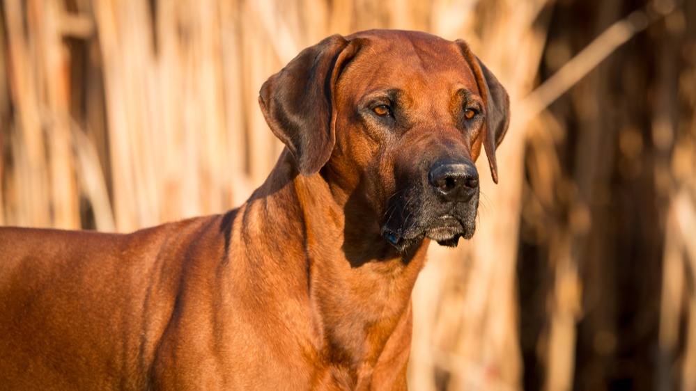 Ridgeback