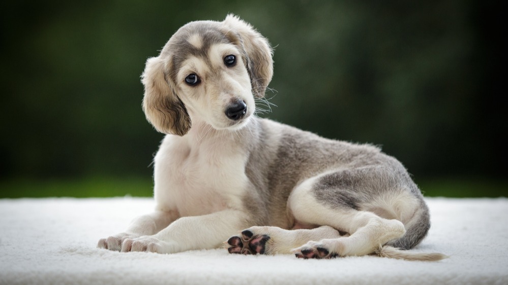 Saluki