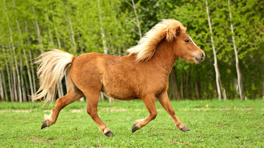 Shetlandský pony