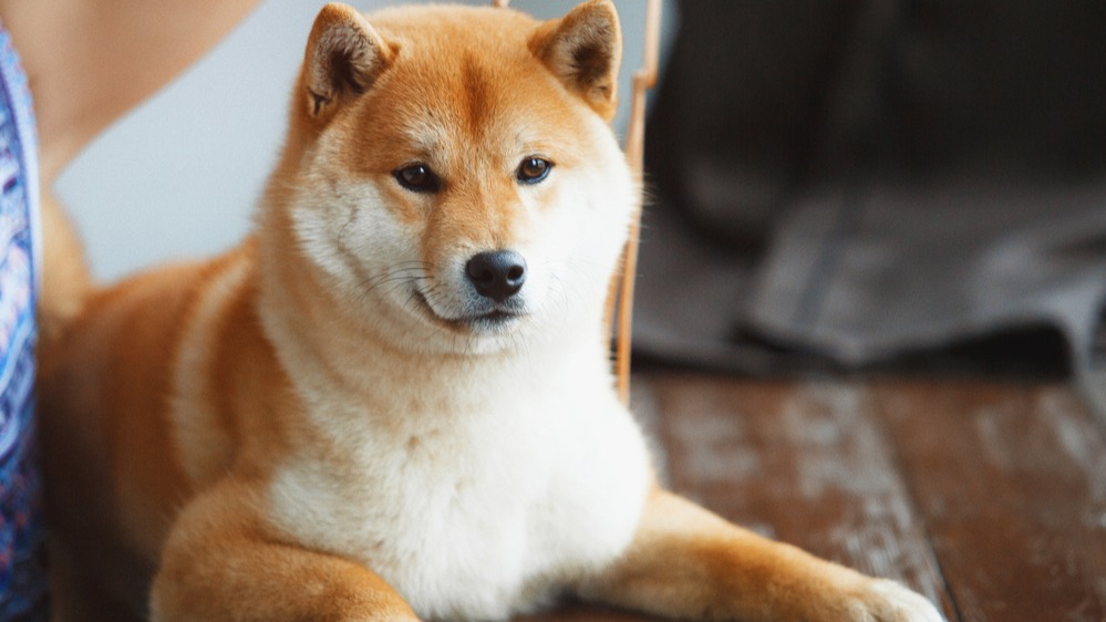 Shiba-inu