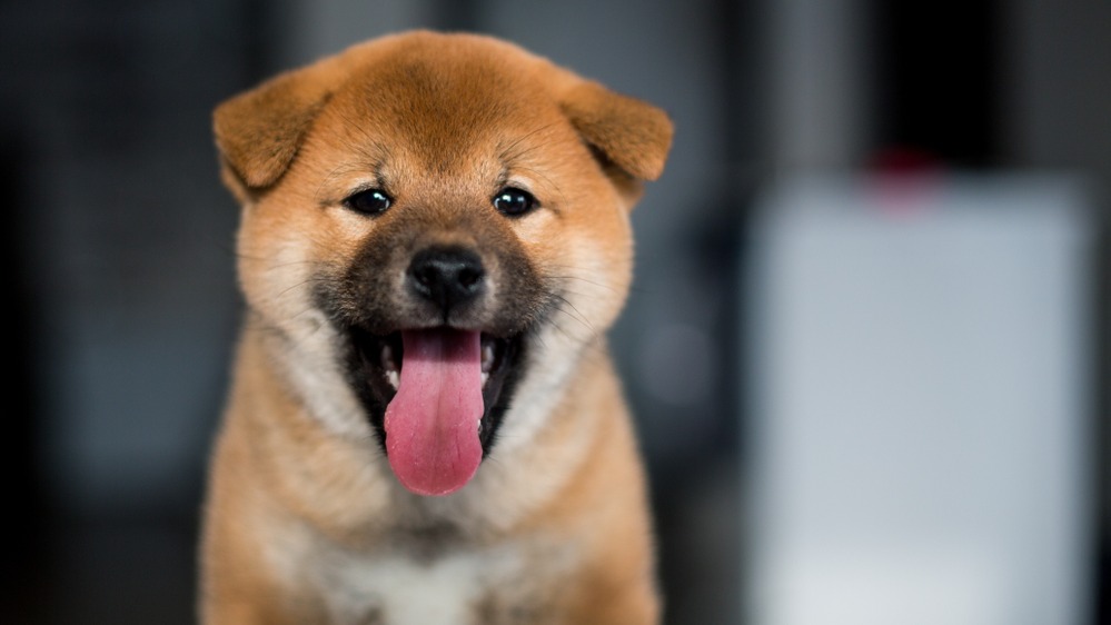 Shiba-inu