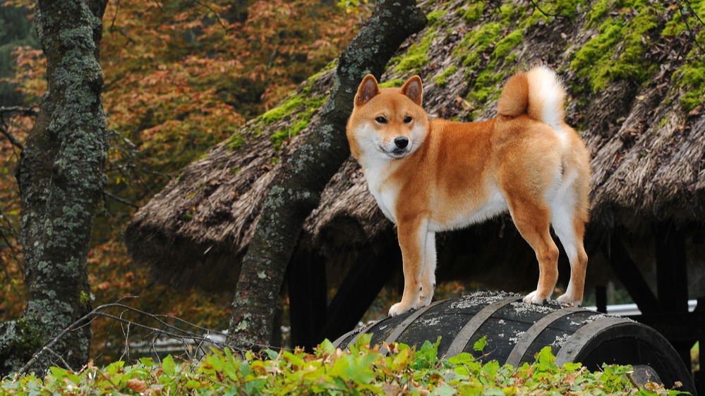 Shiba-inu