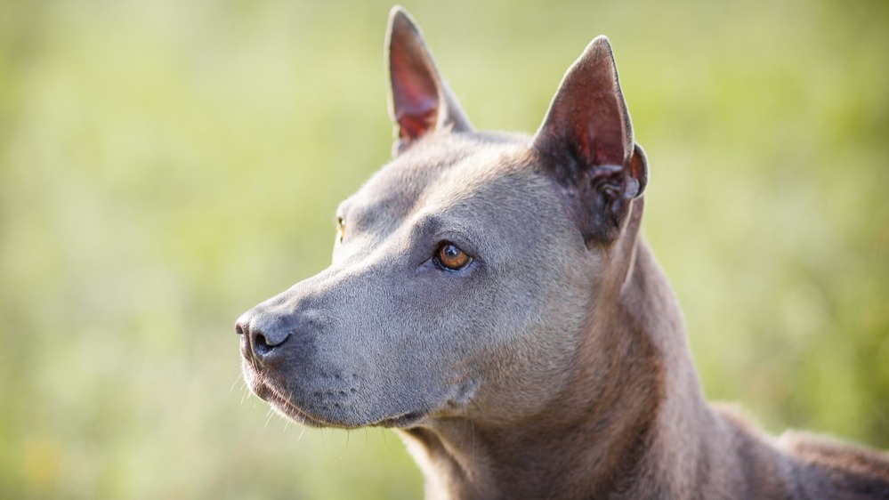 Thajský ridgeback