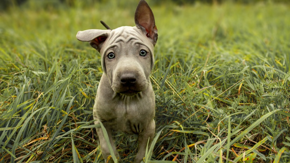 Thajský ridgeback