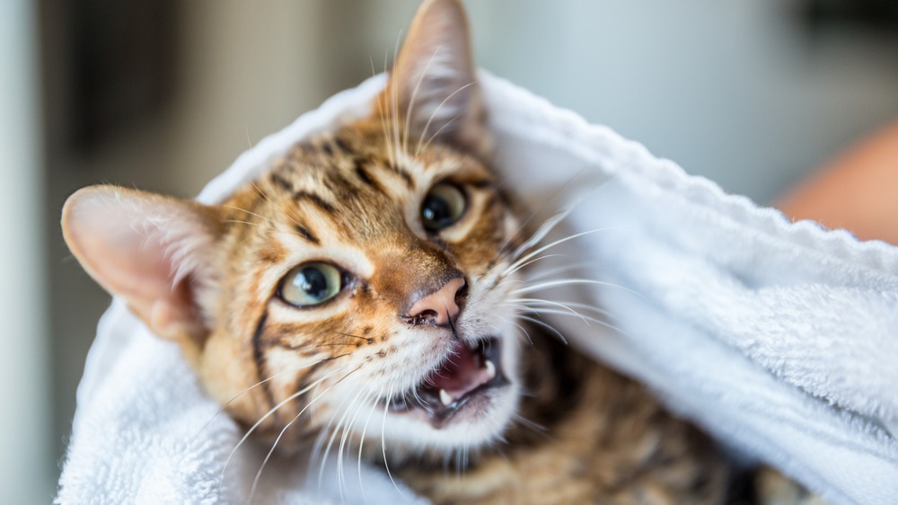 Toyger