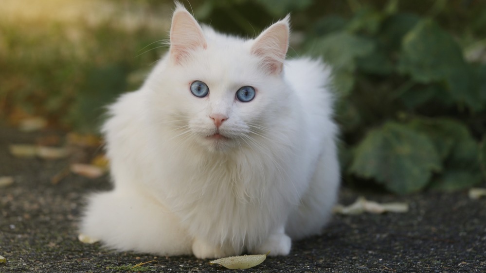 Turecká angora