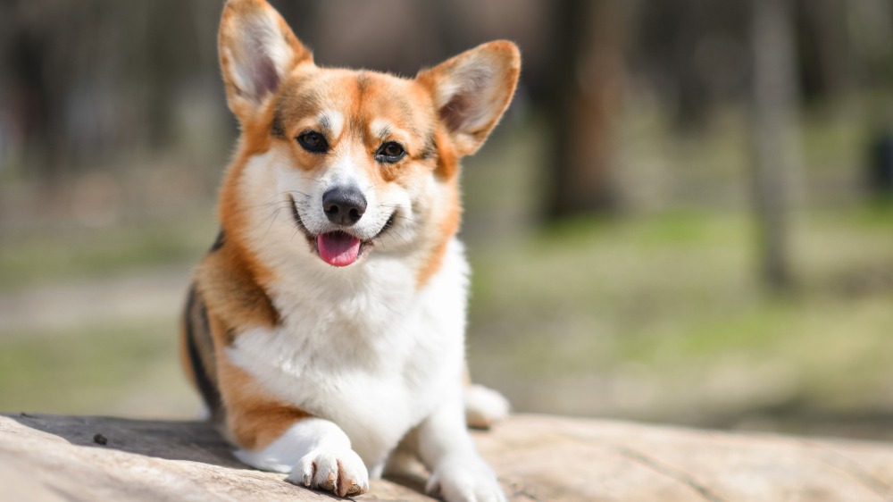 Welsh corgi