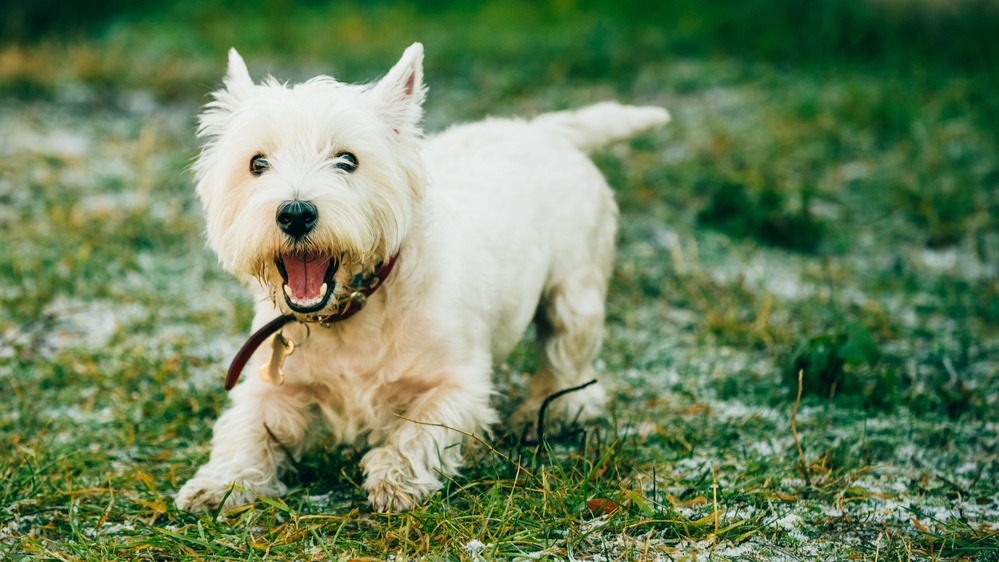 West highland white teriér