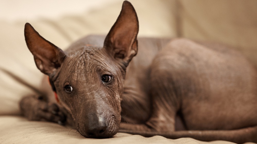 Xoloitzcuintle